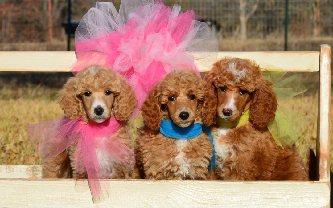 Gorgeous Pups from MnJ Poodle’s Poppy and Barry Litter