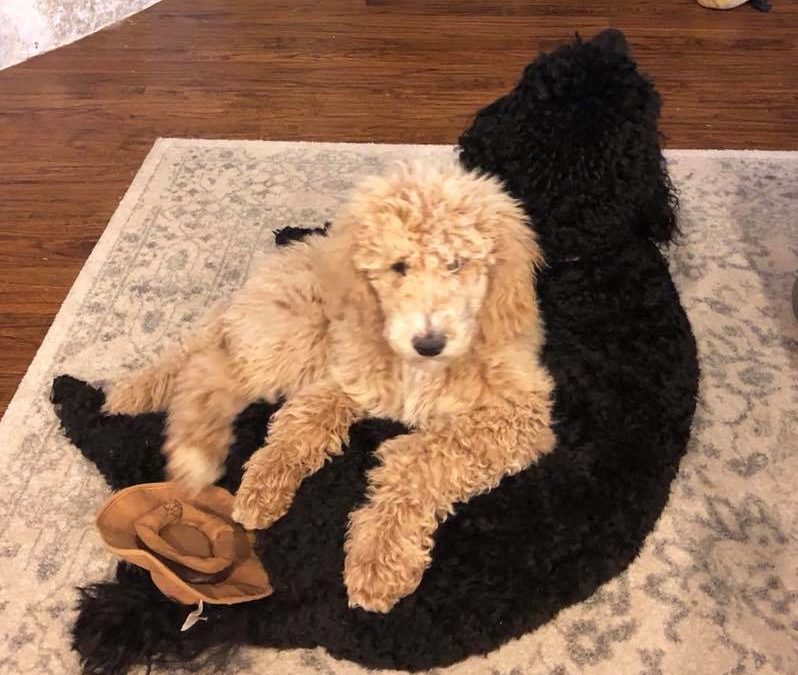 Repeat Customers – two sweet MnJ poodles in their home!