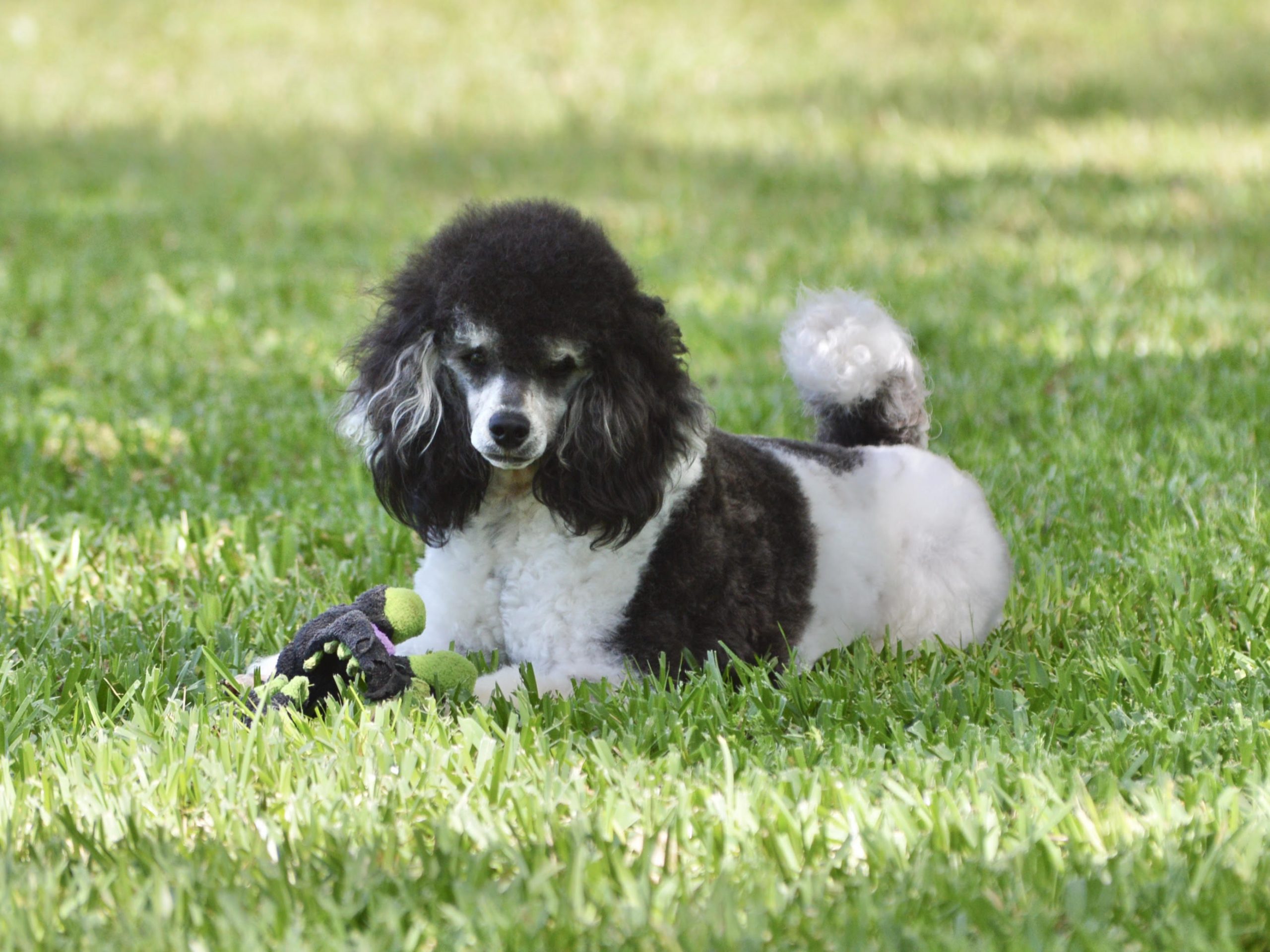 adult miniature poodle